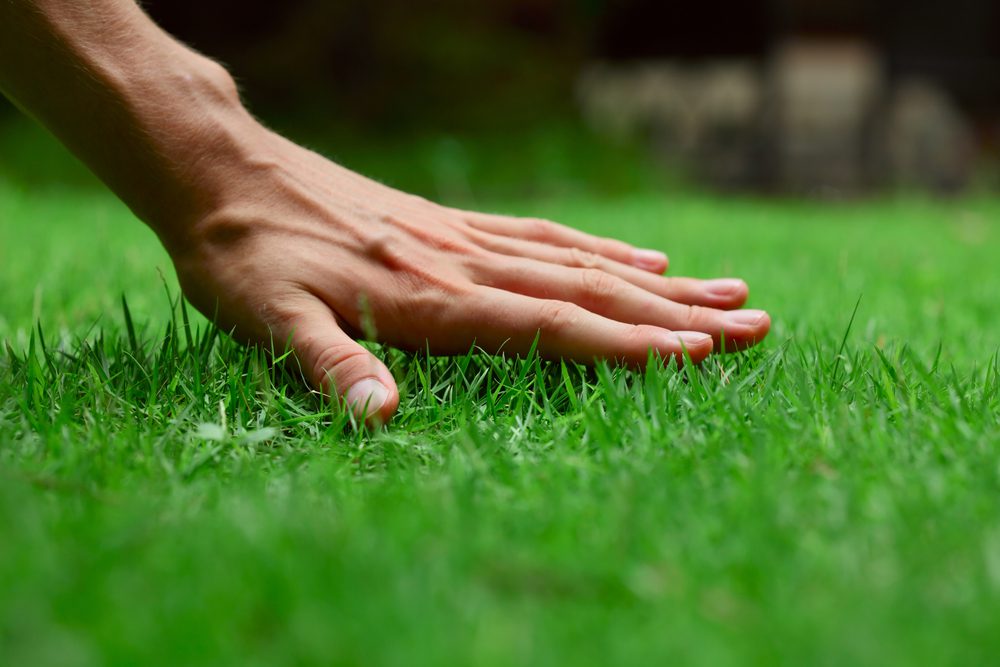 lawn care treatments
